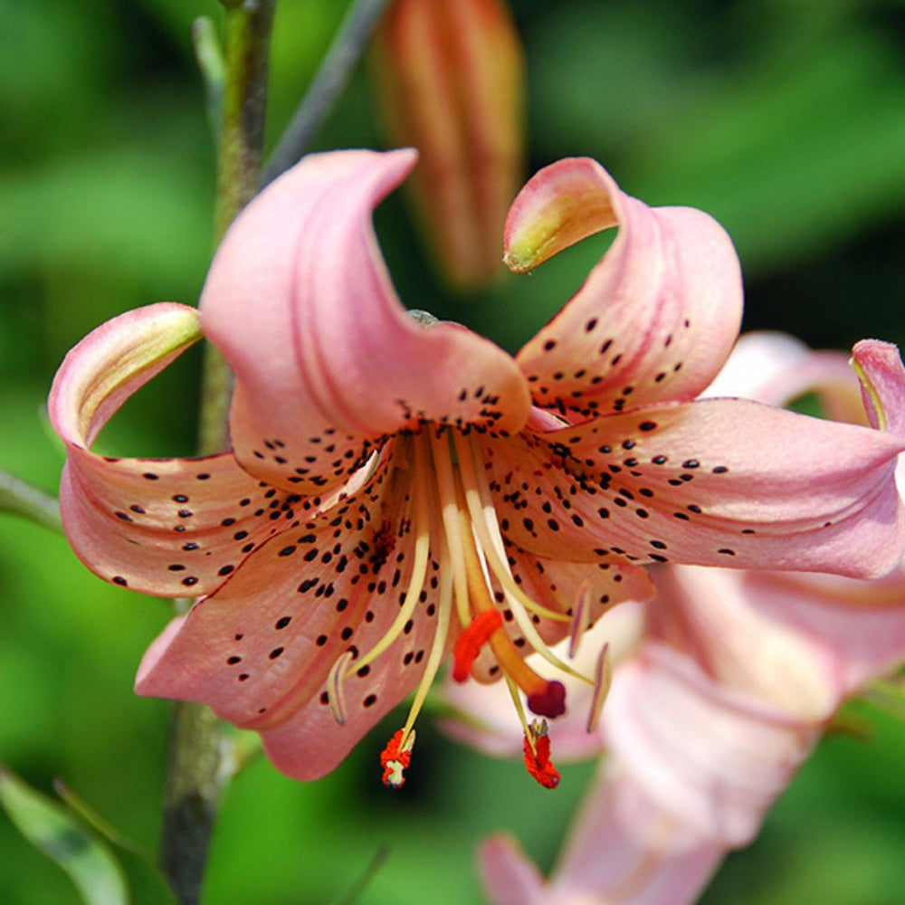 Lily, Tiger - Pink Flight