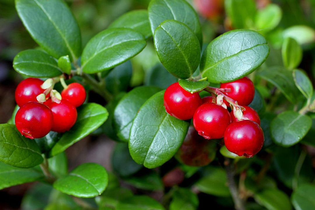 Lingonberry