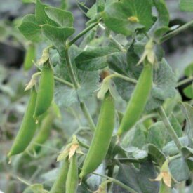 Pea Little Crunch Snap - Ontario Seed Company