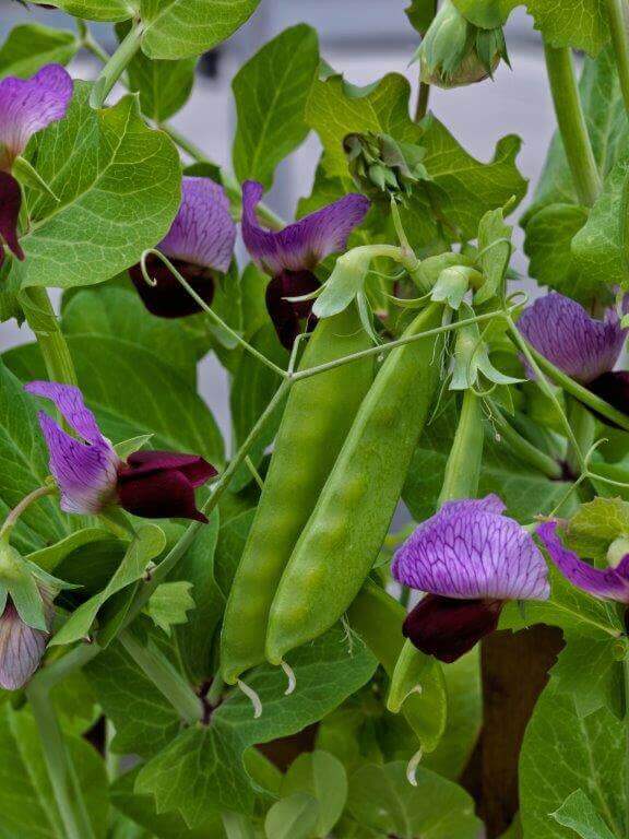 Peas Little Purple Snow - Pacific Northwest Seeds