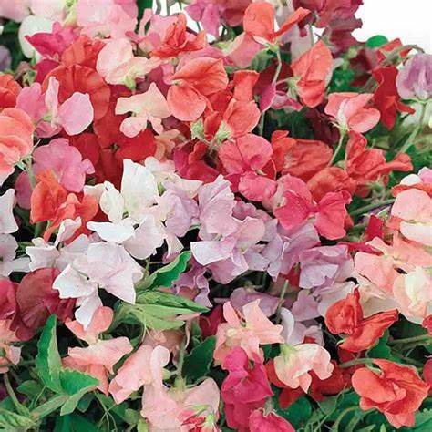 Sweet Pea Little Sweetheart Mix - Pacific Northwest Seeds