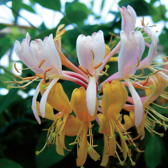 Lonicera Gold Flame (Honeysuckle)