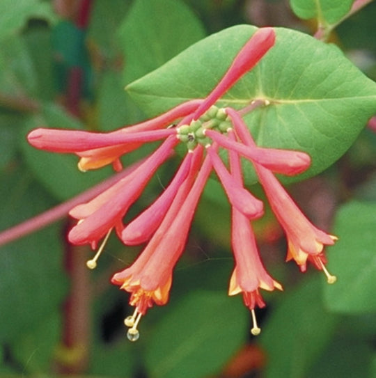 Lonicera Dropmore Scarlet