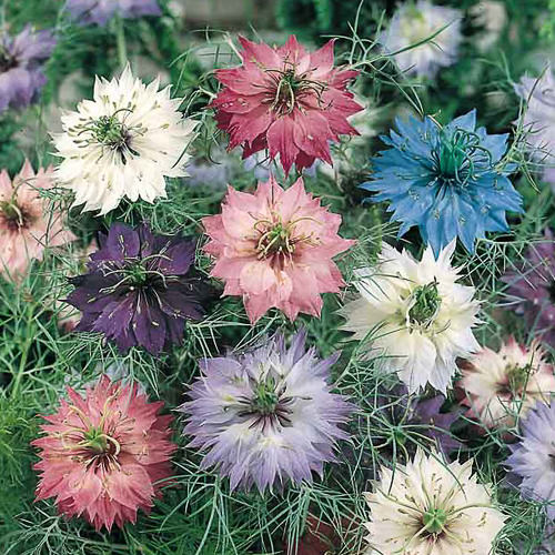 Nigella Persian Jewels - Love in a Mist - Mr. Fothergill's Seeds