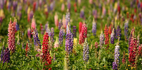 Lupine - Tall Mix, BONUS 3 Pack
