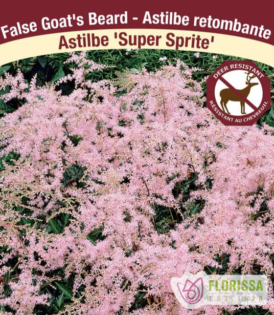 Astilbe - Super Sprite, 1 Pack