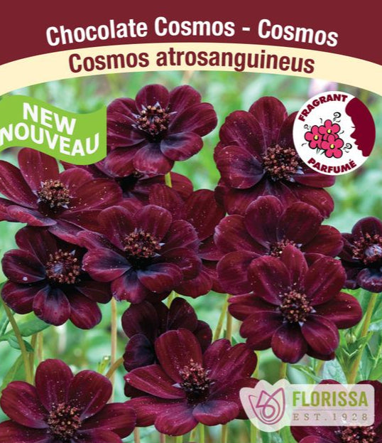 Cosmos Atrosanguineus, 1 Pack