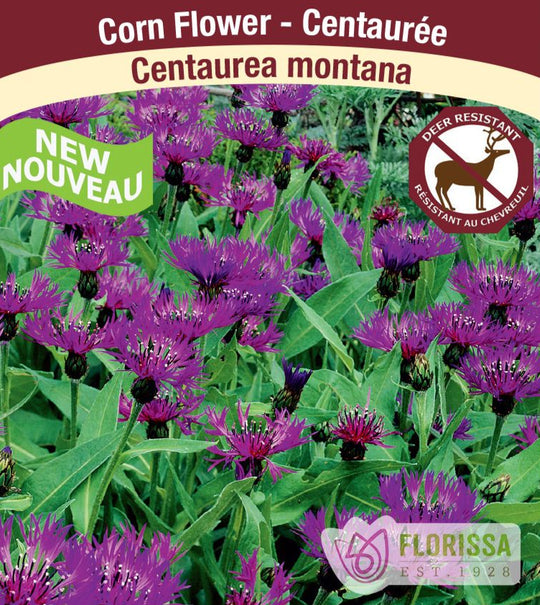 Cornflower -  Montana Blue, 1 Pack