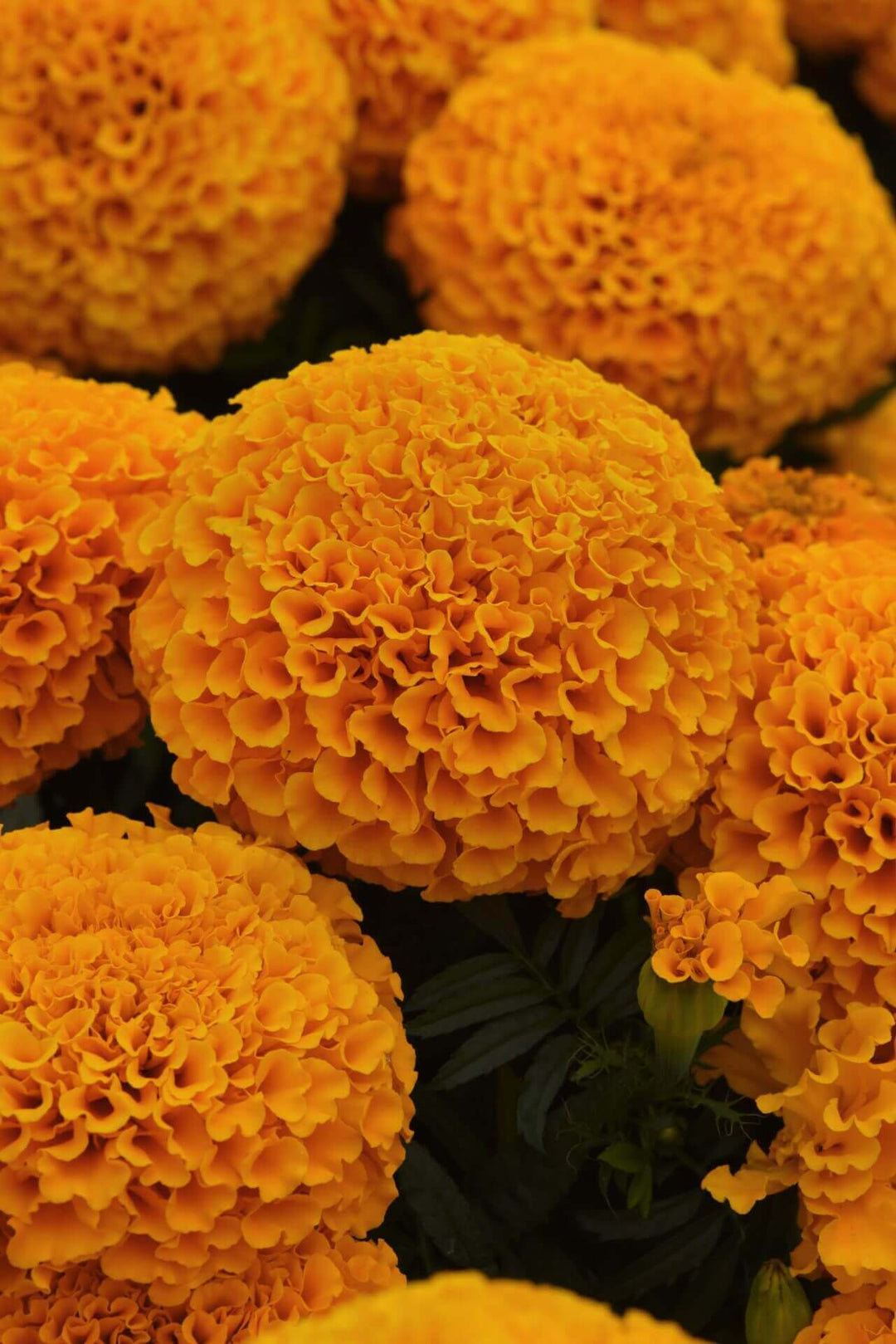 Marigold Marvel II Orange - Ontario Seed Company