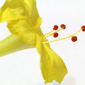 Four O'Clocks Marvel of Peru Yellow - Ontario Seed Company