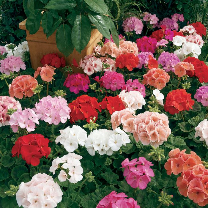 Geranium Maverick Mixed Colors - Pacific Northwest Seeds