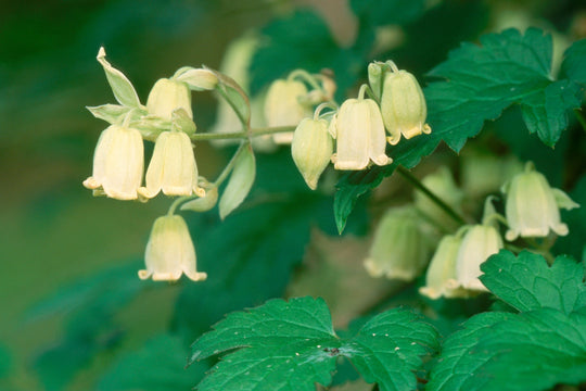 Clematis Rehderiana