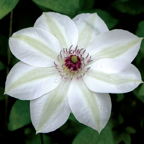 Clematis Miss Bateman