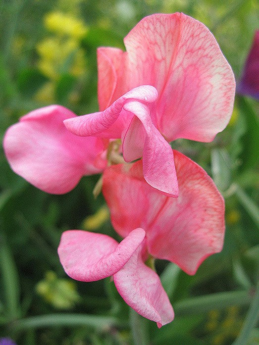 Sweet Pea Miss Wilmott - Pacific Northwest Seeds