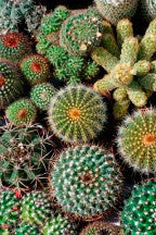 Cactus Mixture - Ontario Seed Company