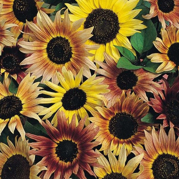 Sunflower Monet's Pallette - Pacific Northwest Seeds