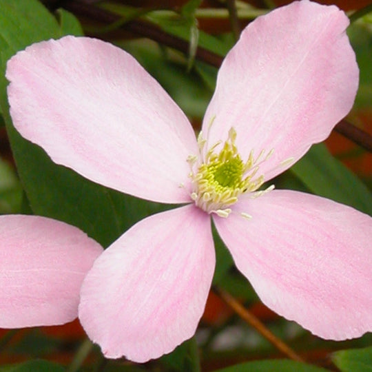 Clematis Montana Rubens