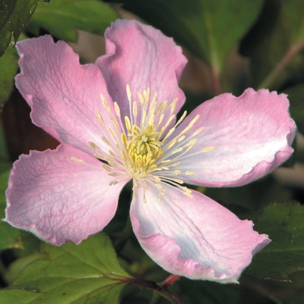 Clematis Montana Tetrarose