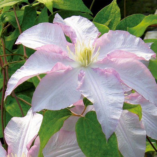 Clematis Vancouver Morning Mist