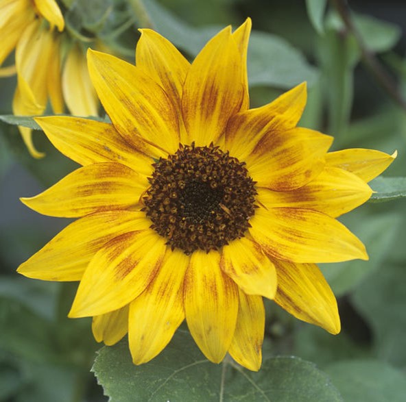 Sunflower Music Box - Pacific Northwest Seeds