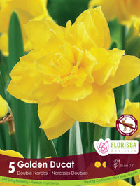 Narcissus, Double - Golden Ducat, 5 Pack