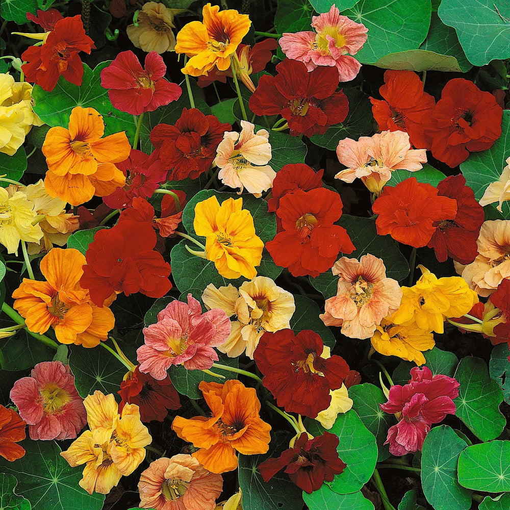 Nasturtium Dwarf Jewel Mix - Pacific Northwest Seeds