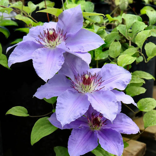 Clematis Vancouver Sea Breeze