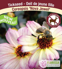 Coreopsis - Nova Jewel, 1 Pack