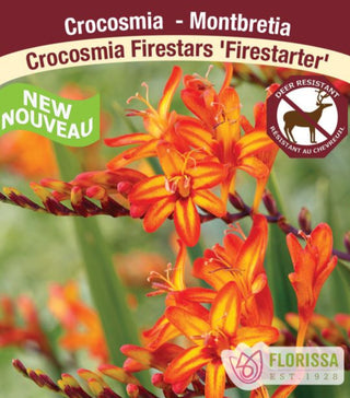 Crocosmia - Firestarter, 1 Pack