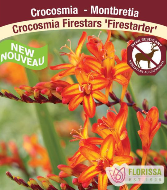 Crocosmia - Firestarter, 1 Pack