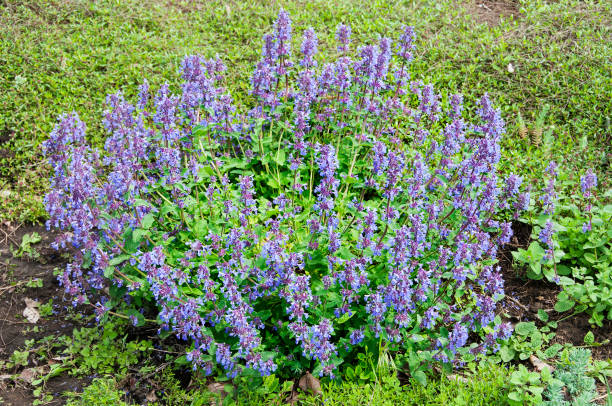 Catmint - Junior Walker, 1 Pack