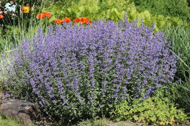 Catmint - Junior Walker, 1 Pack