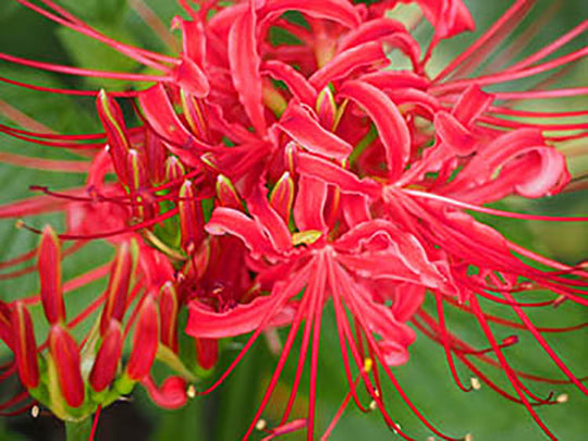 Nerine Elegens Kodora - Gurensey Lily