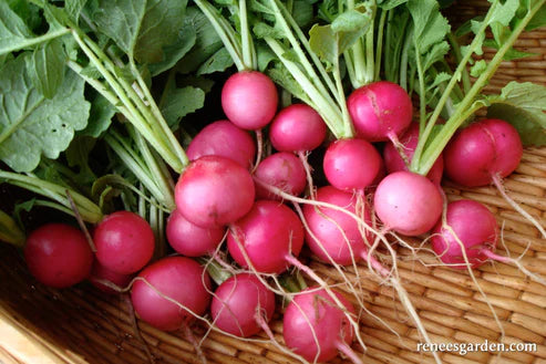 Organic Radish Pink Beauty - Renee's Garden