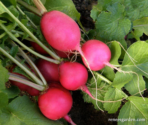 Organic Radish Pink Beauty - Renee's Garden