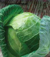 Cabbage Early Gregorian Hybrid - Ontario Seed Company