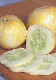 Cucumber Lemon - Ontario Seed Company