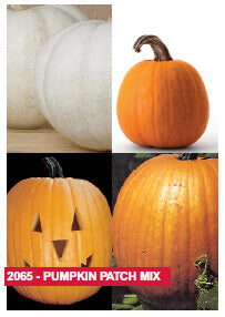 Pumpkin Patch Mixture - Ontario Seed Company