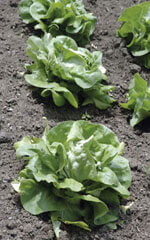 Lettuce White Boston - Ontario Seed Company
