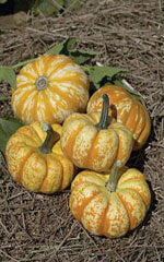 Pumpkin Hooligan - Ontario Seed Company