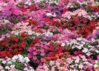 Impatiens Choice Mixed F2 - Ontario Seed Company