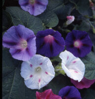 Morning Glory Mixed Colours - Ontario Seed Company