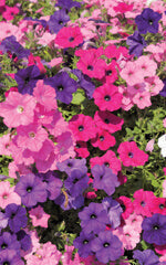 Petunia Picobella Mix - Ontario Seed Company