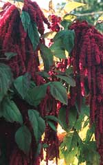 Amaranthus Love-Lies-Bleeding - Ontario Seed Company