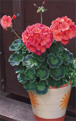 Geranium Coral Maverick - Ontario Seed Company