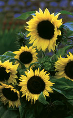 Sunflower Lemon Sorbet - Ontario Seed Company