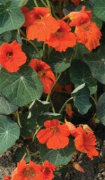 Nasturtium Empress of India - Ontario Seed Company