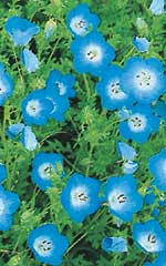 Nemophila Baby Blue Eyes - Ontario Seed Company