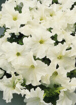 Petunia White Grandiflora - Ontario Seed Company