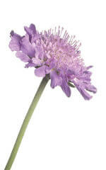 Scabiosa Imperial Giants Mix - Ontario Seed Company